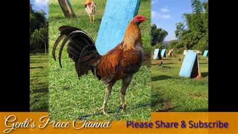 manok derby sabong legends .